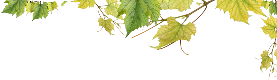 wine-leaves